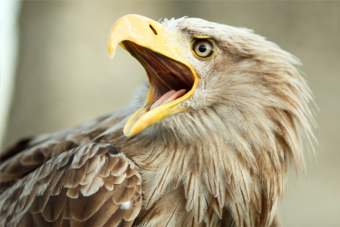 àguila de cua blanca