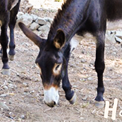 Catalan donkey
