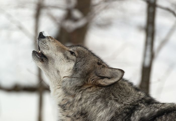 Caracteristiques Et Description Du Loup Gris Ecozonia