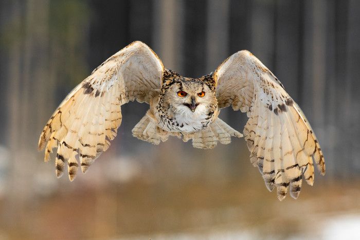 Caracteristiques Et Description Du Hibou Grand Duc De Siberie Ecozonia