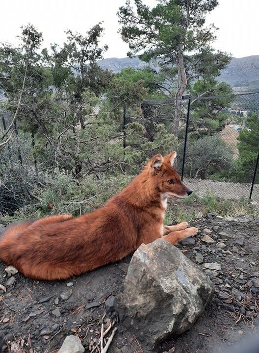 femelle dhole arrivée quelques jours plus tôt