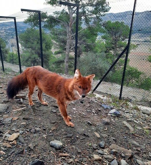 femelle dhole arrivée quelques jours plus tôt